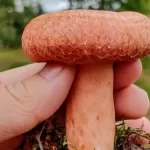 Picking Mushrooms – How to Find the Best Mushrooms