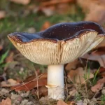 How to Gather Mushrooms and Where to Look for the Finest Mushrooms