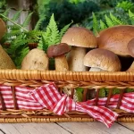 How to Tell the Difference Between Mushrooms You Can Eat and Those You Can’t