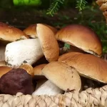 Mushroom Varieties