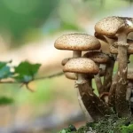 Where to Look for the Best Mushrooms and How to Collect Them