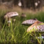 The Benefits of Eating Mushrooms