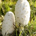 The Growth of a Mushroom On Itself